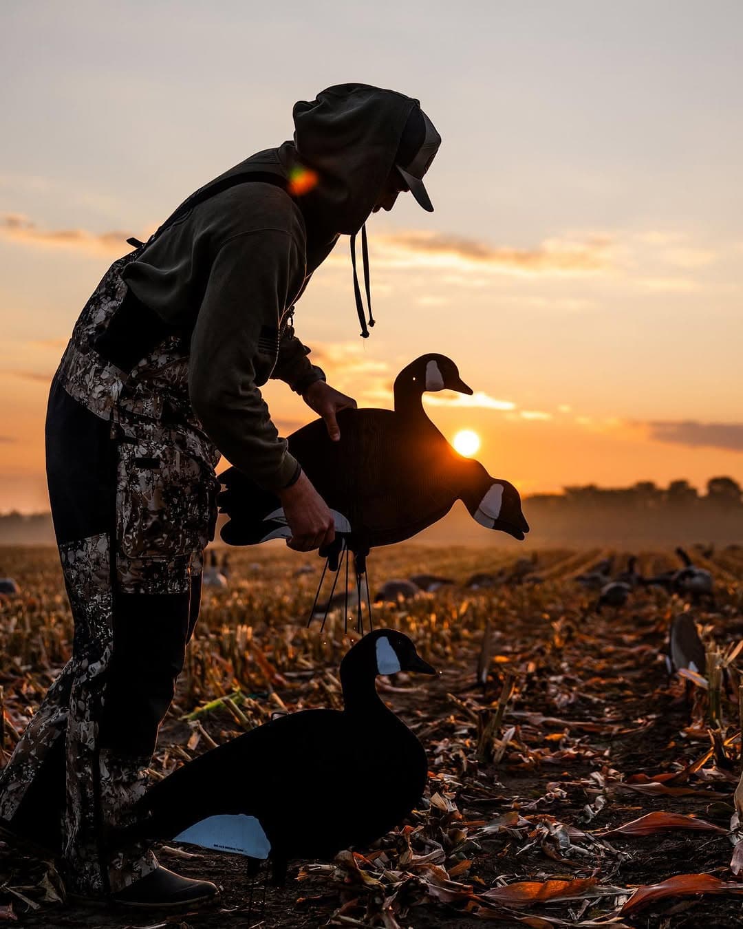 Hunter setting up goose decoys in a field at sunset
