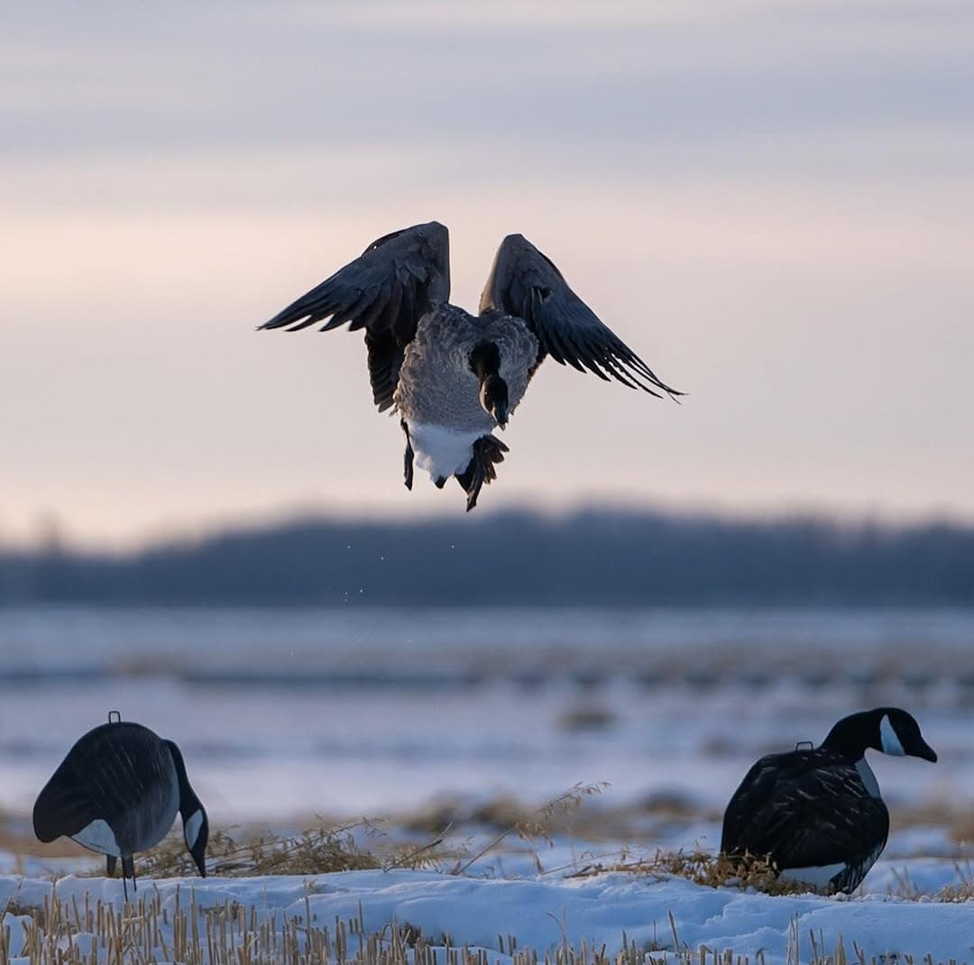 Canada goose coming into a decoy spread