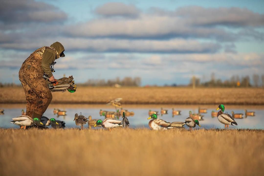 Waterfowl hunters setting a decoy spread in the field