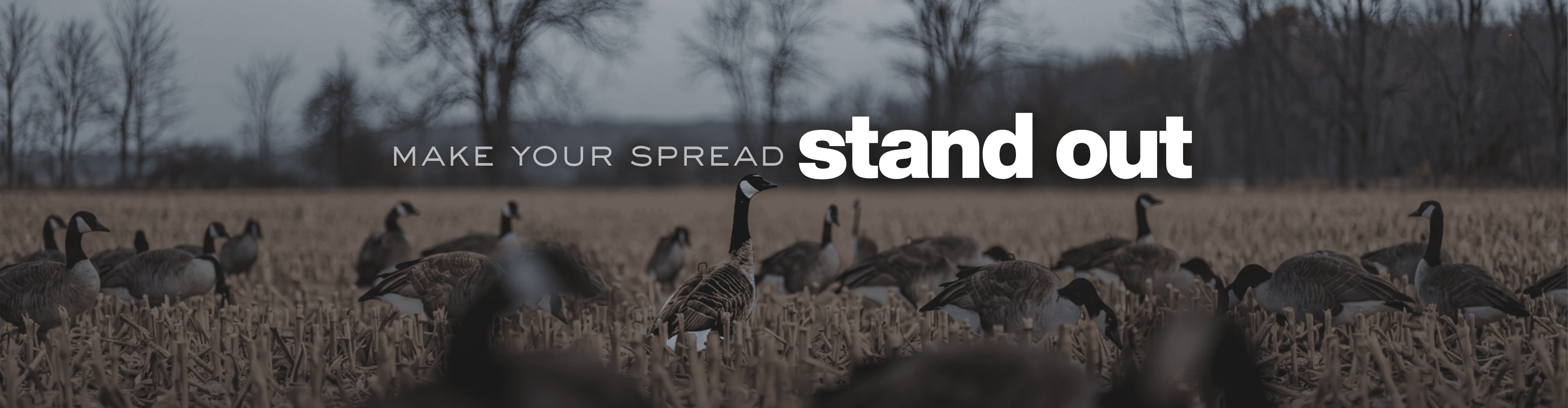 Canada geese decoy spread